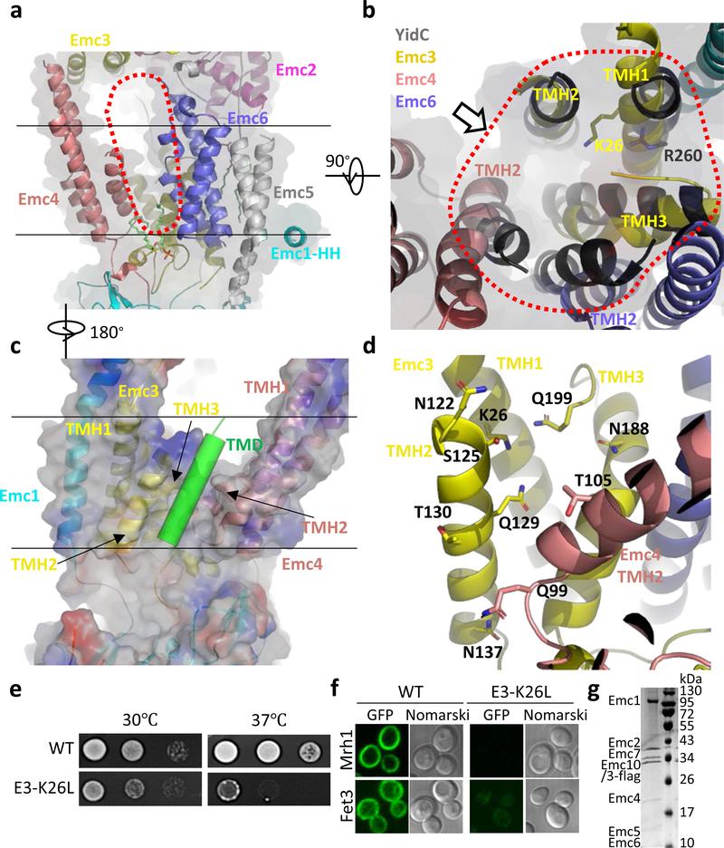 https://cdn.ncbi.nlm.nih.gov/pmc/blobs/3cc9/7442705/3bb7248b5b38/nihms-1582957-f0003.jpg