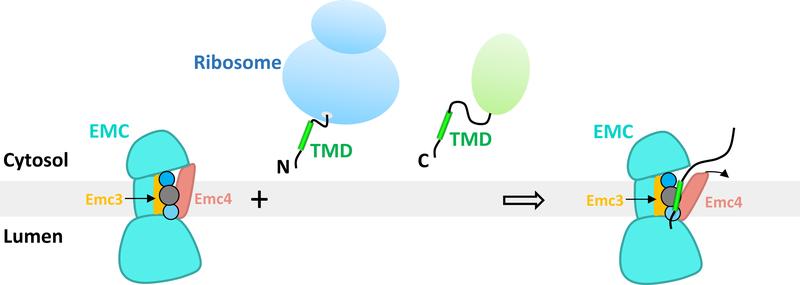 https://cdn.ncbi.nlm.nih.gov/pmc/blobs/3cc9/7442705/dc4ddd1234b4/nihms-1582957-f0004.jpg