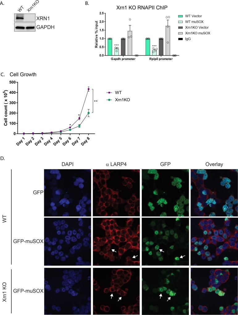 https://cdn.ncbi.nlm.nih.gov/pmc/blobs/3ccd/6203436/de49607c701e/elife-37663-fig2-figsupp1.jpg