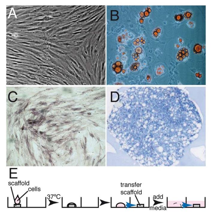 https://cdn.ncbi.nlm.nih.gov/pmc/blobs/3ccf/8950013/d913fd35604f/ijms-23-03248-g001.jpg