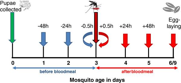 https://cdn.ncbi.nlm.nih.gov/pmc/blobs/3cd0/4082483/b60e087896e9/1756-3305-7-280-1.jpg