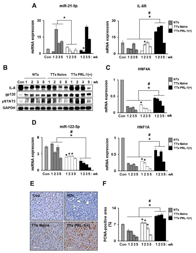 https://cdn.ncbi.nlm.nih.gov/pmc/blobs/3cd0/6862171/dd0b1defb9c7/ijms-20-05299-g006.jpg