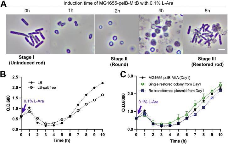 https://cdn.ncbi.nlm.nih.gov/pmc/blobs/3cd2/10139938/425b4d2022c9/gr2.jpg