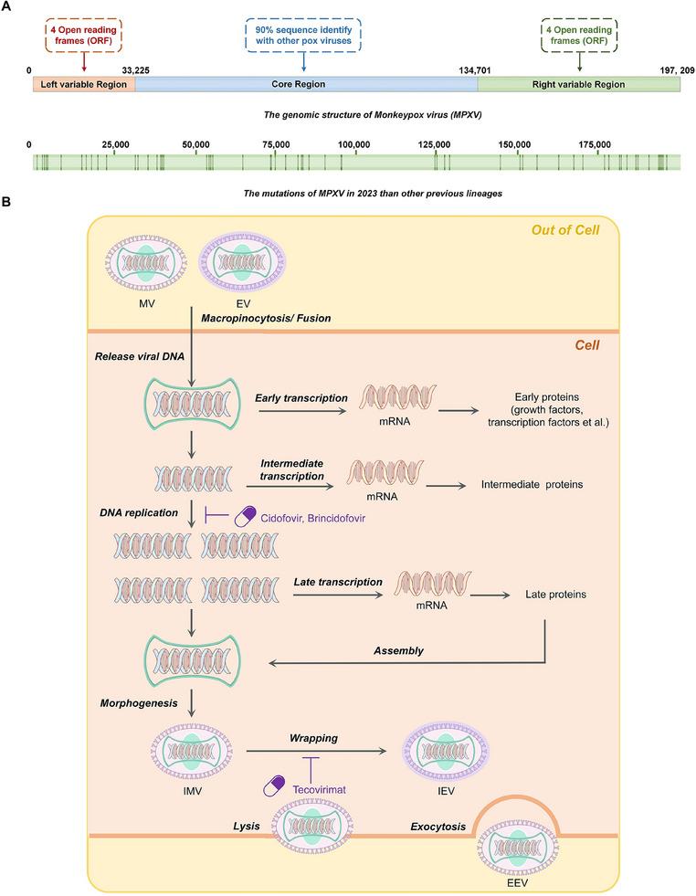 https://cdn.ncbi.nlm.nih.gov/pmc/blobs/3cd5/12087419/b02a8df1fd32/EXP2-5-20230112-g022.jpg