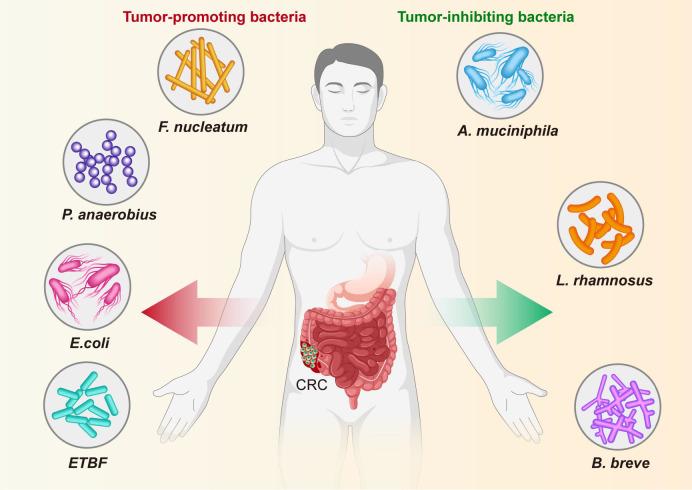 https://cdn.ncbi.nlm.nih.gov/pmc/blobs/3cd5/9868464/cc4b088c8836/fcimb-12-1027448-g008.jpg