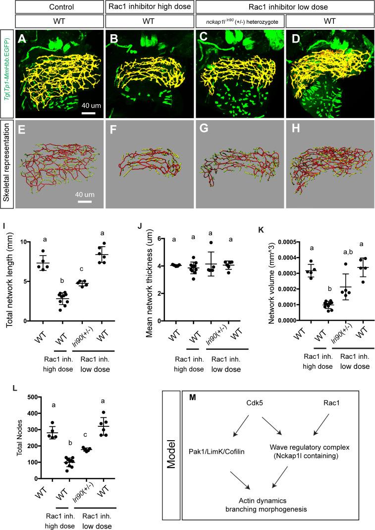 https://cdn.ncbi.nlm.nih.gov/pmc/blobs/3cd7/8032155/a8ffca61f03e/pgen.1009402.g006.jpg