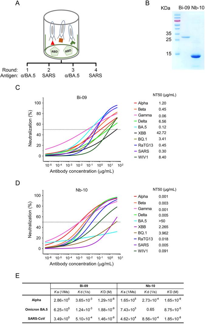 https://cdn.ncbi.nlm.nih.gov/pmc/blobs/3cda/10373554/5f02a62abdda/jvi.00610-23-f006.jpg
