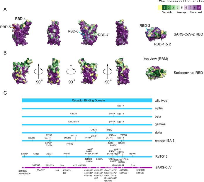 https://cdn.ncbi.nlm.nih.gov/pmc/blobs/3cda/10373554/d500c341a7a6/jvi.00610-23-f001.jpg