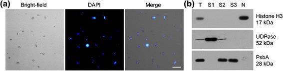 https://cdn.ncbi.nlm.nih.gov/pmc/blobs/3cdb/4269173/114c450abe6f/13059_2014_548_Fig1_HTML.jpg