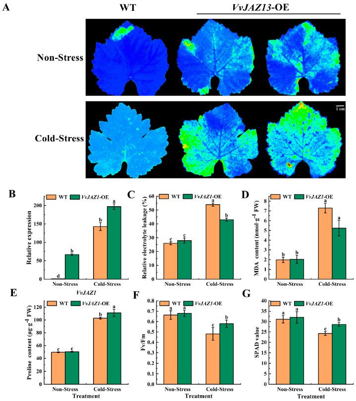 https://cdn.ncbi.nlm.nih.gov/pmc/blobs/3cdf/11049880/76a7d118f015/ijms-25-04458-g004.jpg