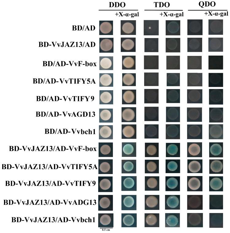 https://cdn.ncbi.nlm.nih.gov/pmc/blobs/3cdf/11049880/85c87fb81bcc/ijms-25-04458-g003.jpg