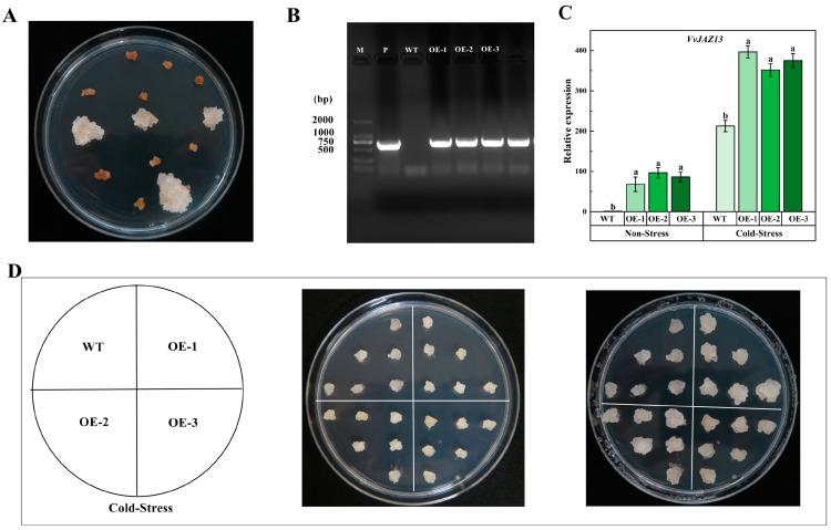 https://cdn.ncbi.nlm.nih.gov/pmc/blobs/3cdf/11049880/b2bd151b5f0c/ijms-25-04458-g007.jpg