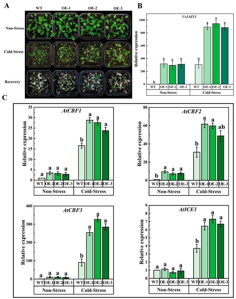 https://cdn.ncbi.nlm.nih.gov/pmc/blobs/3cdf/11049880/f25eb83e693a/ijms-25-04458-g005.jpg