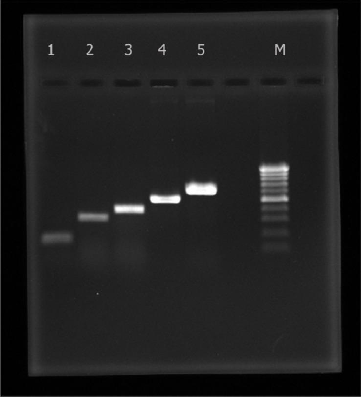 https://cdn.ncbi.nlm.nih.gov/pmc/blobs/3cdf/3895560/b3e8073a9e53/IJM-5-233-g001.jpg
