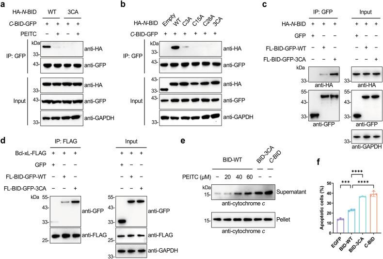 https://cdn.ncbi.nlm.nih.gov/pmc/blobs/3ce2/11522290/0ae1102f6c2e/41420_2024_2225_Fig6_HTML.jpg