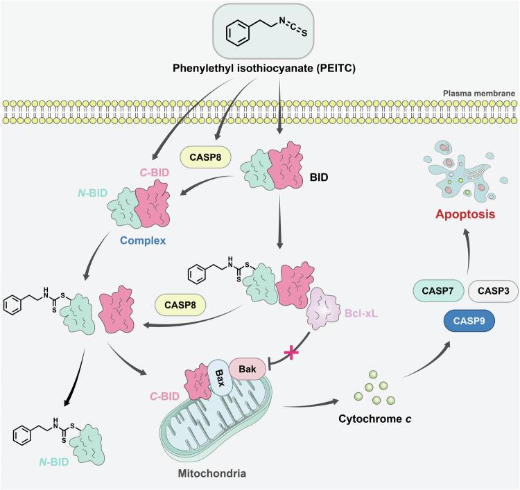 https://cdn.ncbi.nlm.nih.gov/pmc/blobs/3ce2/11522290/326d555cd089/41420_2024_2225_Fig7_HTML.jpg