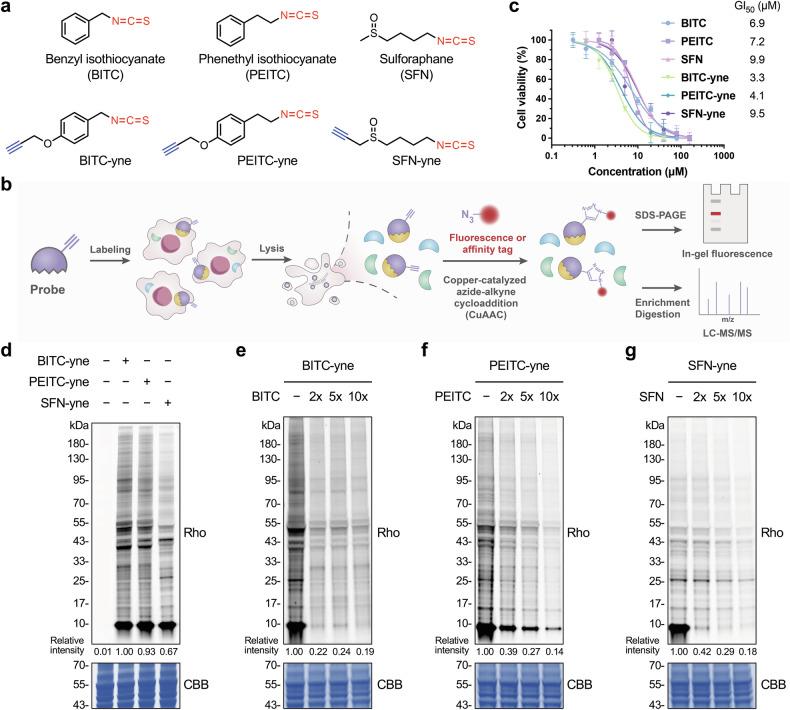 https://cdn.ncbi.nlm.nih.gov/pmc/blobs/3ce2/11522290/b0293c541a40/41420_2024_2225_Fig1_HTML.jpg