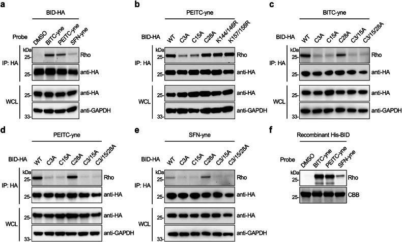 https://cdn.ncbi.nlm.nih.gov/pmc/blobs/3ce2/11522290/d473b7249254/41420_2024_2225_Fig3_HTML.jpg