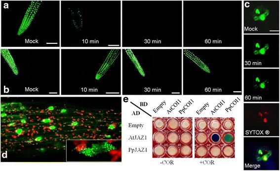 https://cdn.ncbi.nlm.nih.gov/pmc/blobs/3ce3/4364584/5005f6ec15af/12915_2015_124_Fig9_HTML.jpg