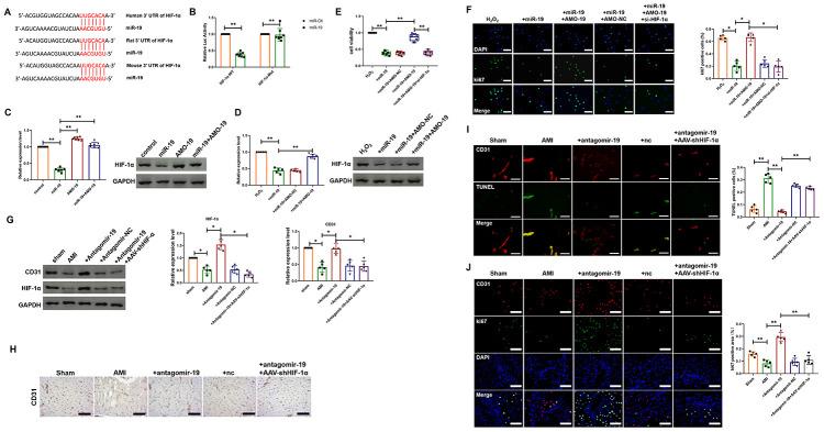 https://cdn.ncbi.nlm.nih.gov/pmc/blobs/3ce7/7762502/418f96d1694a/aging-12-103563-g004.jpg