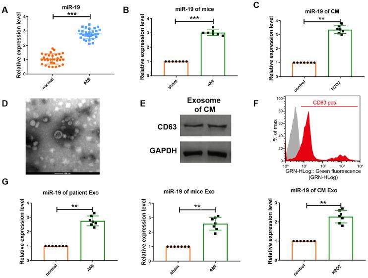 https://cdn.ncbi.nlm.nih.gov/pmc/blobs/3ce7/7762502/651b8a482c68/aging-12-103563-g001.jpg