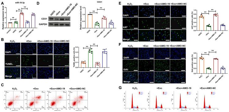 https://cdn.ncbi.nlm.nih.gov/pmc/blobs/3ce7/7762502/fbfbc8a5f0f8/aging-12-103563-g002.jpg