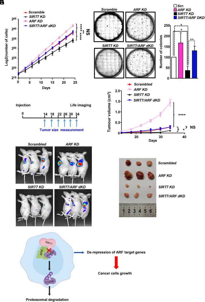 https://cdn.ncbi.nlm.nih.gov/pmc/blobs/3ceb/11194565/0f77eae22837/pnas.2409269121fig07.jpg