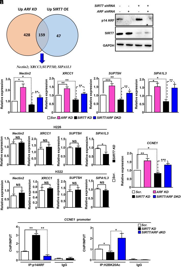 https://cdn.ncbi.nlm.nih.gov/pmc/blobs/3ceb/11194565/683a84c2b338/pnas.2409269121fig05.jpg