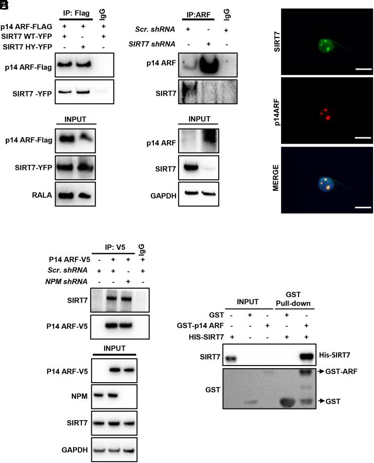 https://cdn.ncbi.nlm.nih.gov/pmc/blobs/3ceb/11194565/fd04fb13d0fa/pnas.2409269121fig03.jpg