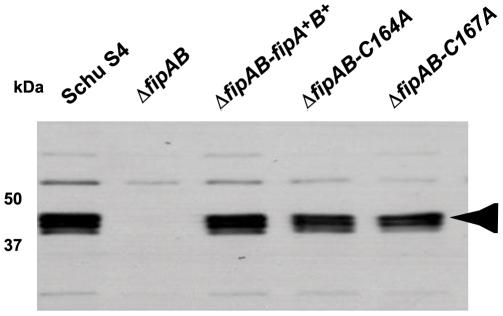 https://cdn.ncbi.nlm.nih.gov/pmc/blobs/3ceb/3169626/8b3a848f3dcf/pone.0024611.g002.jpg
