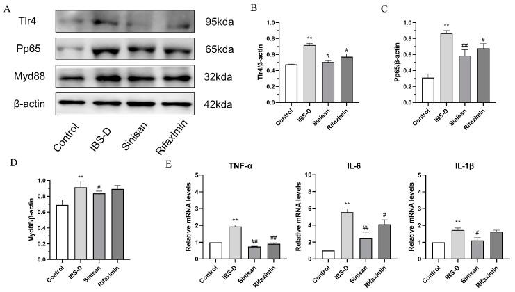 https://cdn.ncbi.nlm.nih.gov/pmc/blobs/3cee/11476996/80dc804bd3b8/ijms-25-10262-g008.jpg