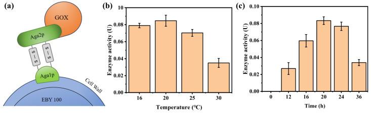 https://cdn.ncbi.nlm.nih.gov/pmc/blobs/3cee/12190239/94162723b97f/biosensors-15-00341-g001.jpg