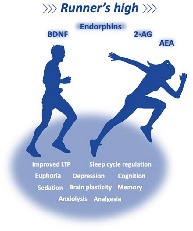 https://cdn.ncbi.nlm.nih.gov/pmc/blobs/3cf0/8581450/d272bd94cc0c/fnins-15-747229-g004.jpg