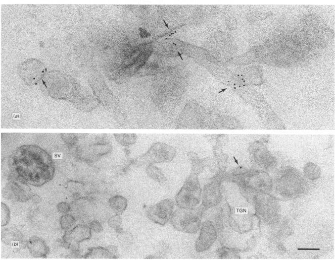 https://cdn.ncbi.nlm.nih.gov/pmc/blobs/3cf1/1131982/11564415cc34/biochemj00121-0267-a.jpg