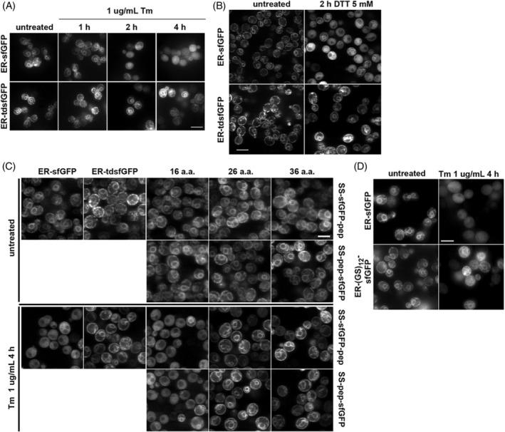 https://cdn.ncbi.nlm.nih.gov/pmc/blobs/3cf1/7317852/78306282f0dd/TRA-21-419-g004.jpg
