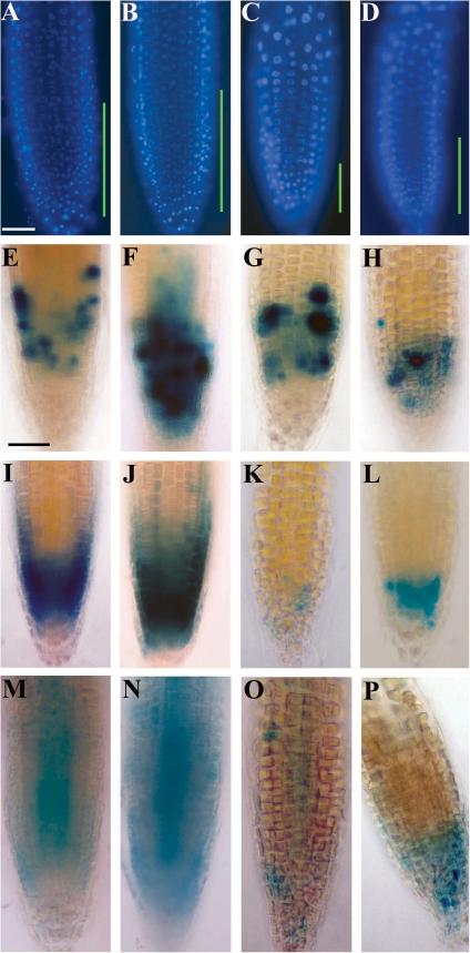 https://cdn.ncbi.nlm.nih.gov/pmc/blobs/3cf9/3022410/80f72f852894/jexboterq363f03_3c.jpg