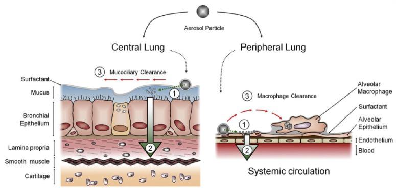 https://cdn.ncbi.nlm.nih.gov/pmc/blobs/3cf9/5371978/5a4679fb25db/nn-2016-06040a_0023.jpg