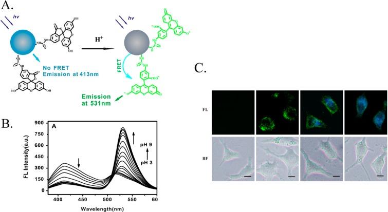 https://cdn.ncbi.nlm.nih.gov/pmc/blobs/3cf9/5371978/5c6fa3428c31/nn-2016-06040a_0012.jpg