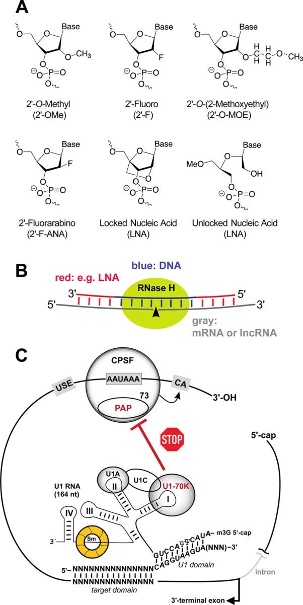 https://cdn.ncbi.nlm.nih.gov/pmc/blobs/3cf9/5371978/89b45885fce7/nn-2016-06040a_0026.jpg