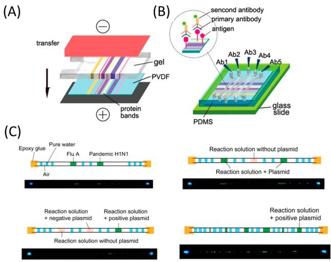 https://cdn.ncbi.nlm.nih.gov/pmc/blobs/3cf9/5371978/efd85d1d7c61/nn-2016-06040a_0008.jpg