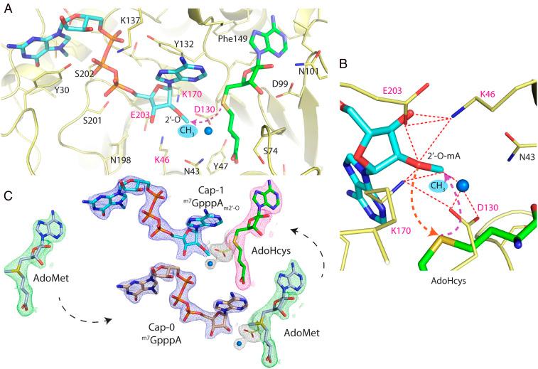 https://cdn.ncbi.nlm.nih.gov/pmc/blobs/3cf9/8166198/60b5e99fb47a/pnas.2100170118fig04.jpg