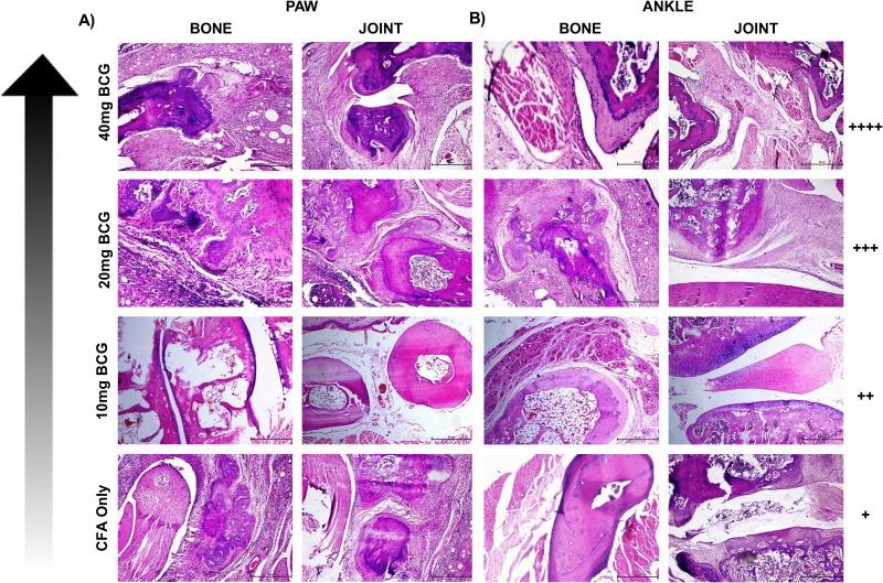 https://cdn.ncbi.nlm.nih.gov/pmc/blobs/3cfb/10933537/137e7f16f93e/IJN-19-2149-g0005.jpg