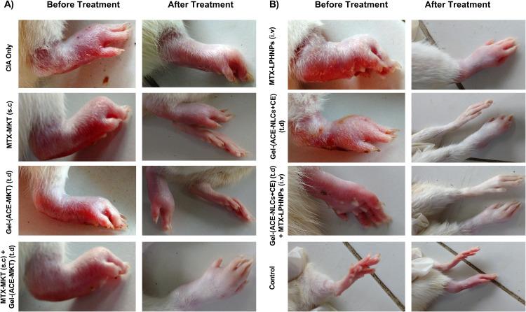https://cdn.ncbi.nlm.nih.gov/pmc/blobs/3cfb/10933537/de88d0518d6a/IJN-19-2149-g0007.jpg
