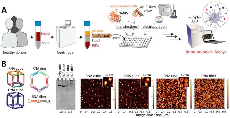 https://cdn.ncbi.nlm.nih.gov/pmc/blobs/3cfb/6470694/0198cd121d0e/molecules-24-01094-g001.jpg