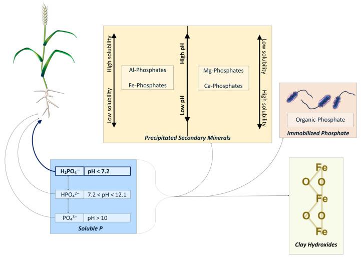 https://cdn.ncbi.nlm.nih.gov/pmc/blobs/3d07/12348155/b3dbb4f3dcd1/plants-14-02296-g001.jpg