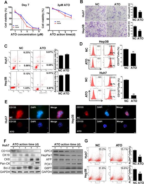 https://cdn.ncbi.nlm.nih.gov/pmc/blobs/3d0e/7901720/c4be2e38a40d/CTM2-11-e335-g001.jpg