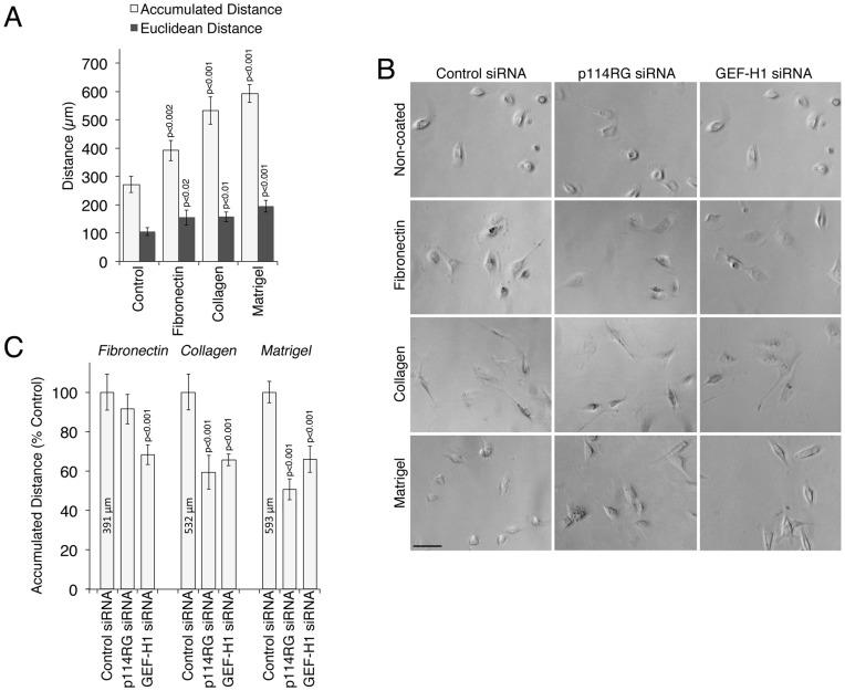 https://cdn.ncbi.nlm.nih.gov/pmc/blobs/3d0f/3501466/28c5fae015a1/pone.0050188.g004.jpg