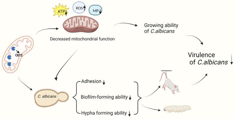 https://cdn.ncbi.nlm.nih.gov/pmc/blobs/3d10/11204688/428b538f68cc/jof-10-00391-g006.jpg