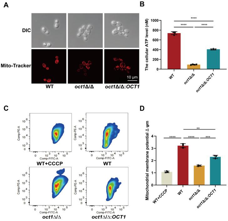 https://cdn.ncbi.nlm.nih.gov/pmc/blobs/3d10/11204688/59d41fe32192/jof-10-00391-g001a.jpg