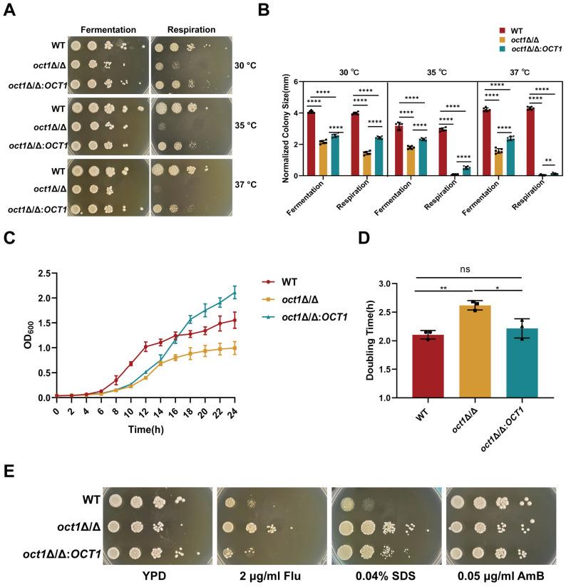 https://cdn.ncbi.nlm.nih.gov/pmc/blobs/3d10/11204688/5adfbfd65f0b/jof-10-00391-g002.jpg